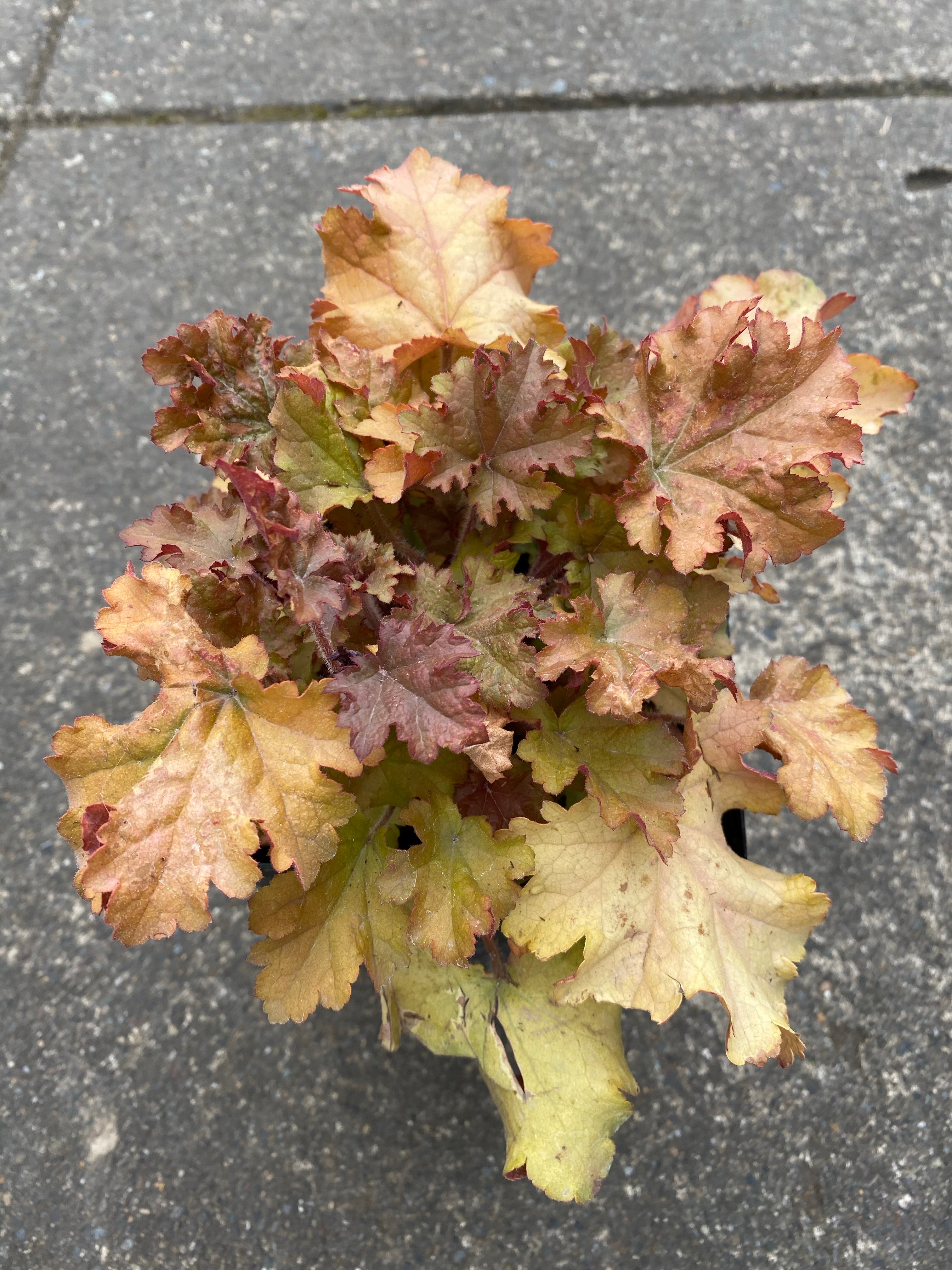 Heuchera 'Marmalade'